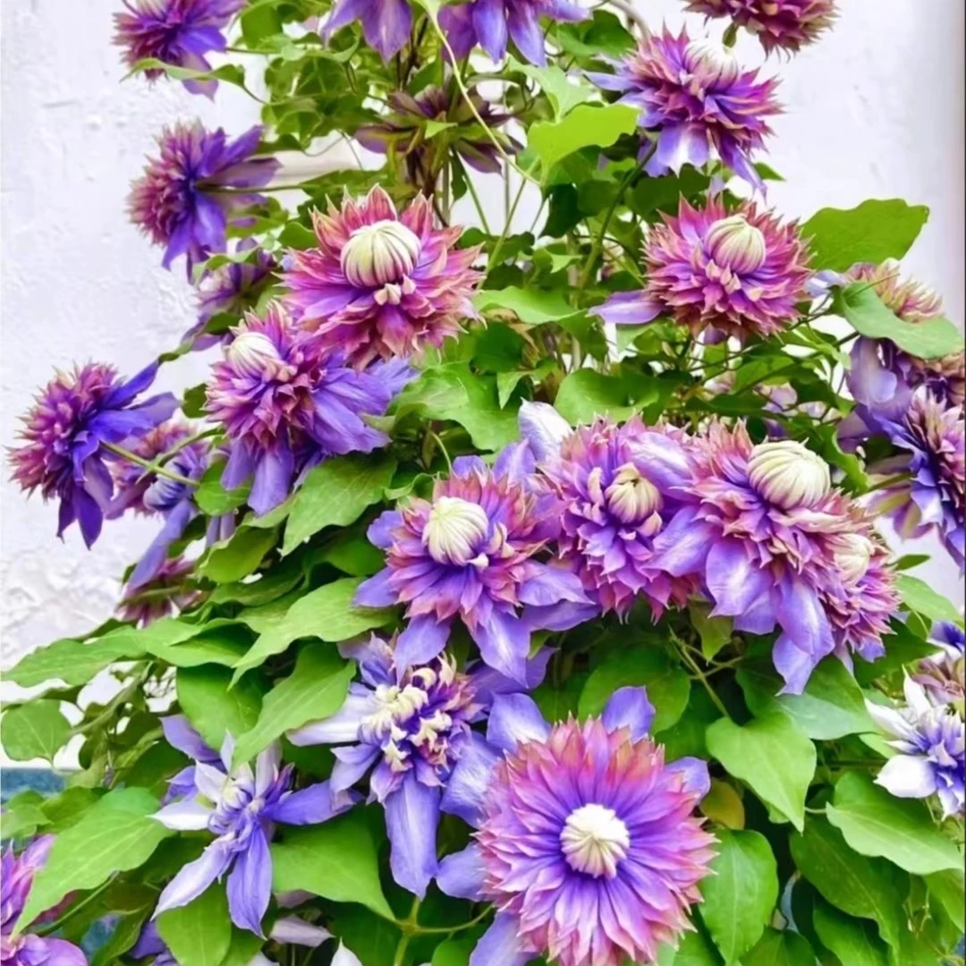 魔法喷泉   早花系2类轻剪 铁线莲 地载盆栽爬藤藤本花卉（2季花）