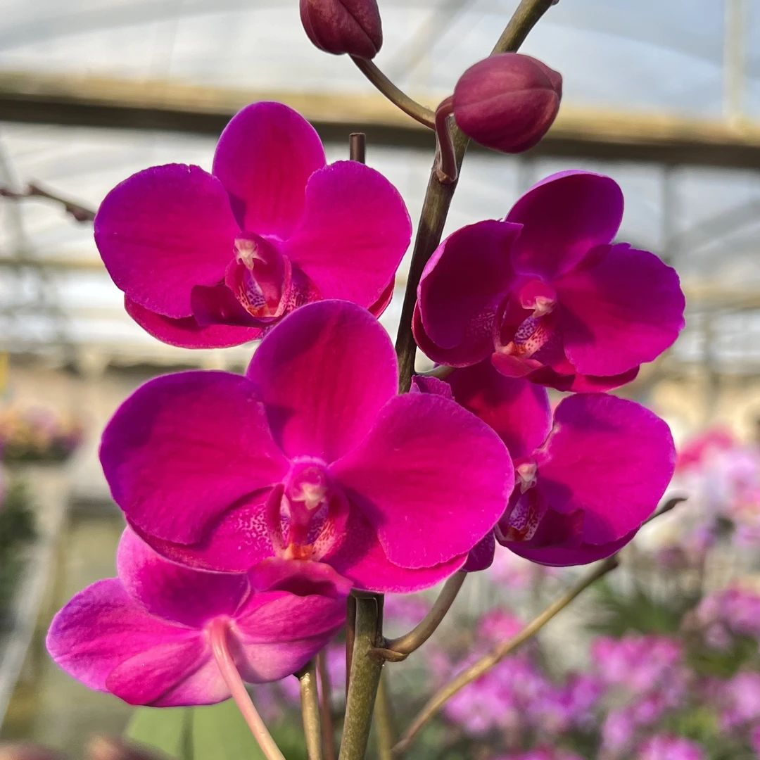 【满天红】 蝴蝶兰直播  清新美观  易养耐看  室内绿植紫红色