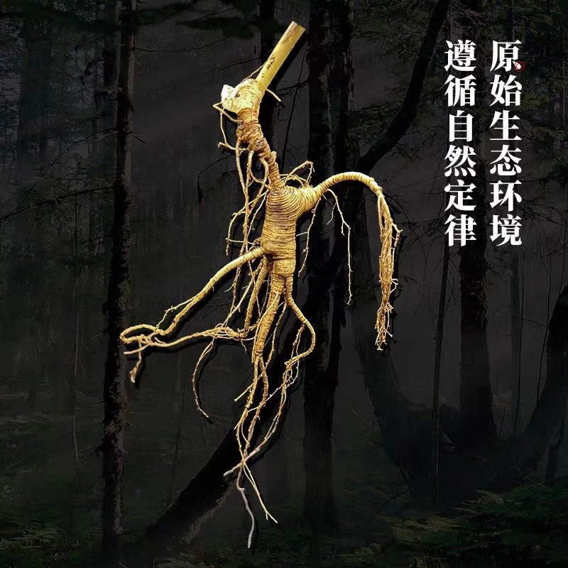 长白山林下鲜参直拍链接(特大号)