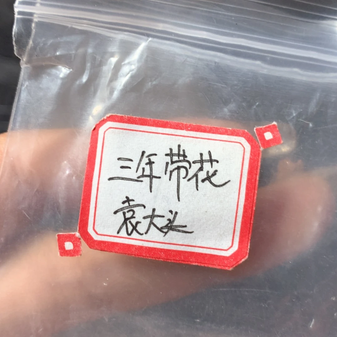 【闪购商品】三年带花大头