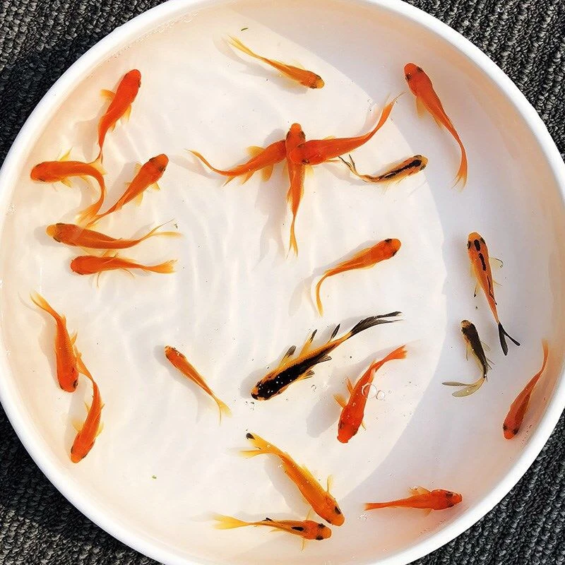 冷水草金鱼观赏鱼耐活好养淡水小鱼不用加温宠物小红草锦鲤活体鱼