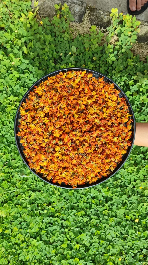 【阿金推荐】现收土特产 西-域-冰-菊250克-500克-1000克食用农产品