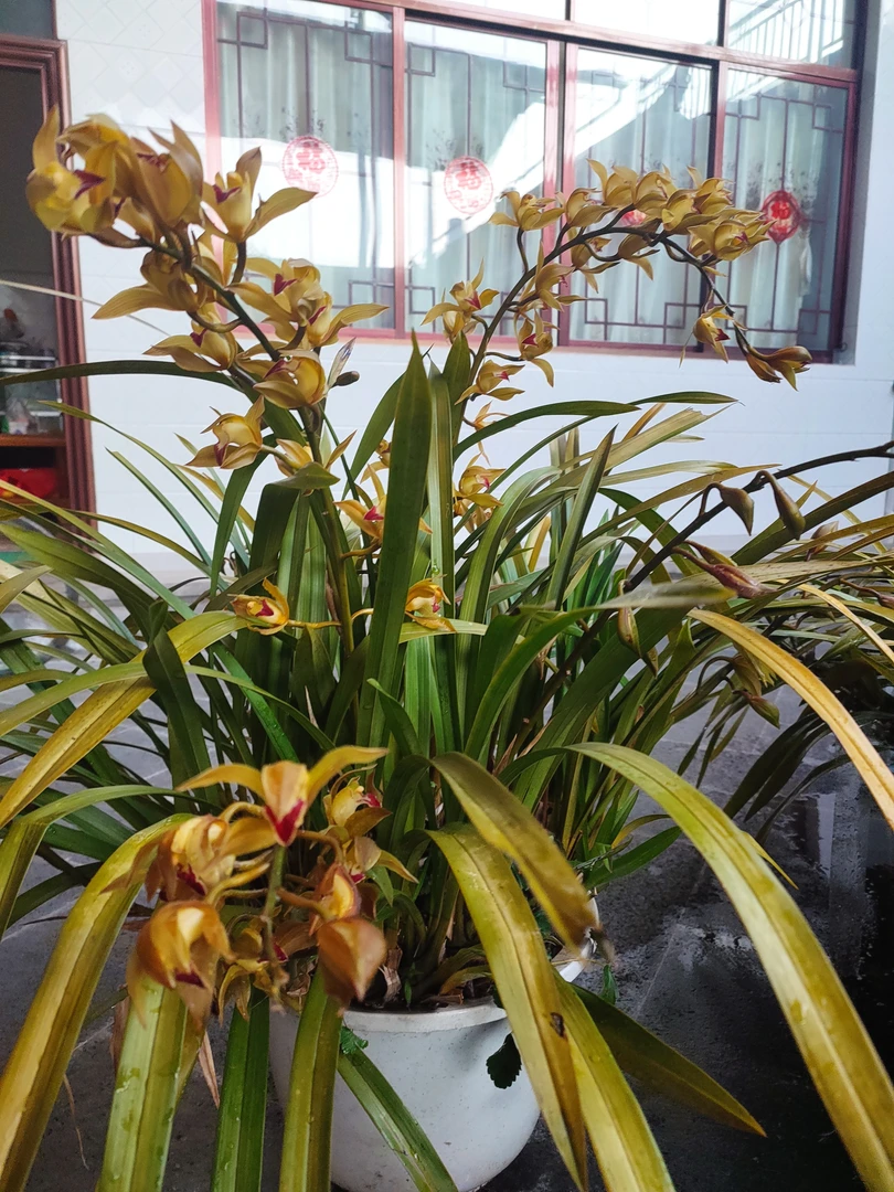 各类兰花一物一拍（30-150）