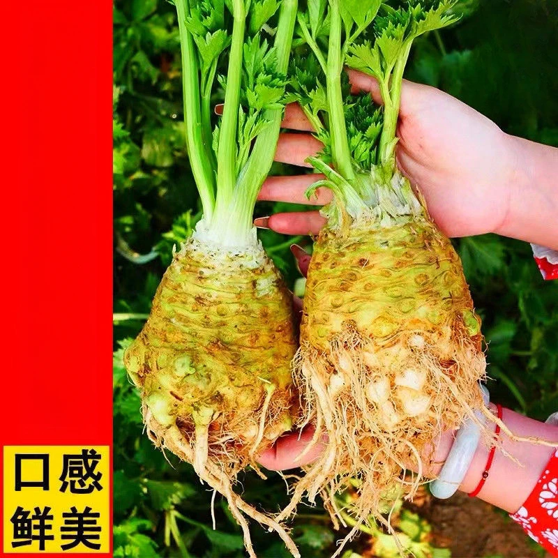 根芹种子地中海芹菜根蔬菜种籽苗四季播阳台盆栽耐热耐寒大田