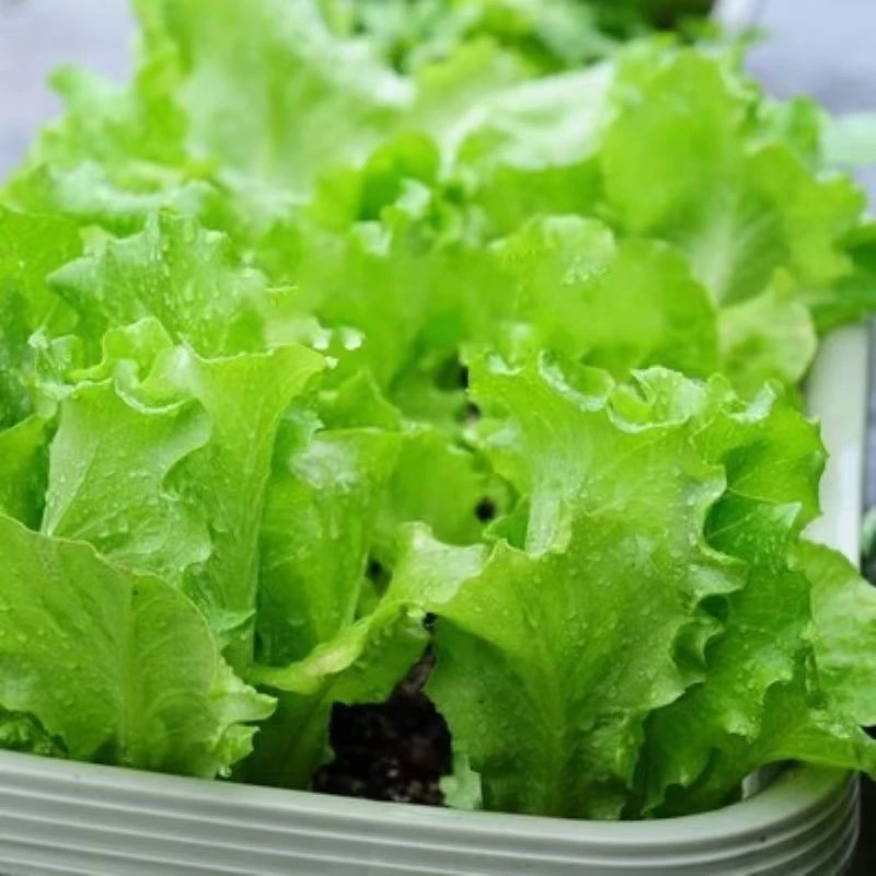 奶油生菜种子四季播种生菜种籽阳台盆栽青菜种子耐寒耐热蔬菜