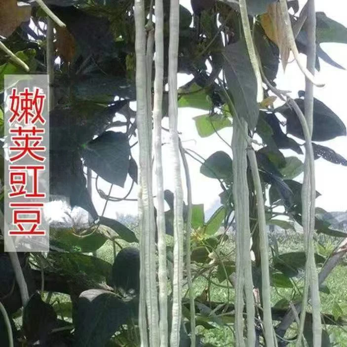 大肉糯米甜豆角种子好吃白长豆角春夏秋播白玉长豇豆易种蔬菜孑