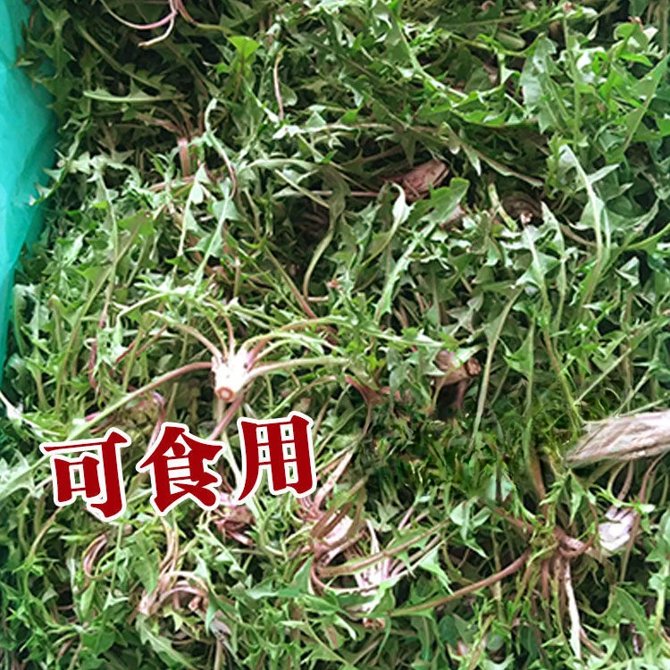 天然蒲公英种子种植婆婆丁浦公英四季盆栽食用蔬菜野菜苗孑