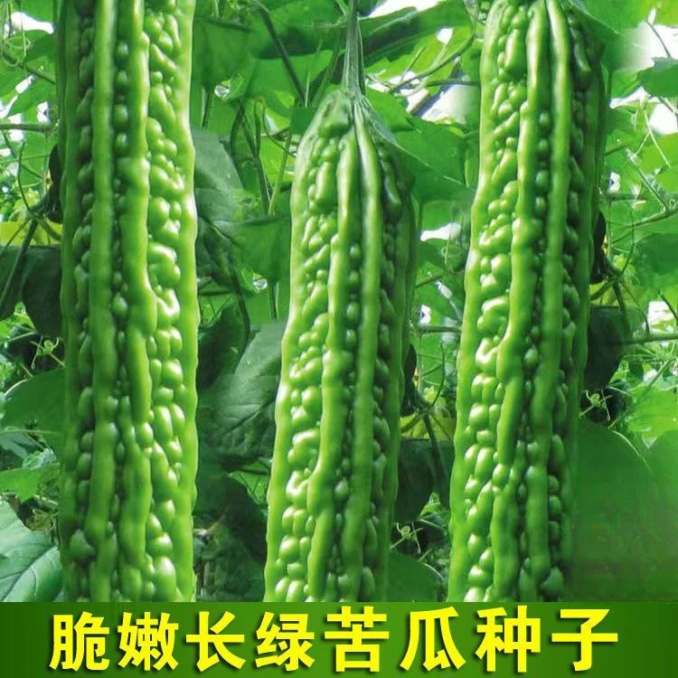 苦瓜种籽大苦瓜长款长绿杂交疙瘩青皮耐热春季蔬菜种子