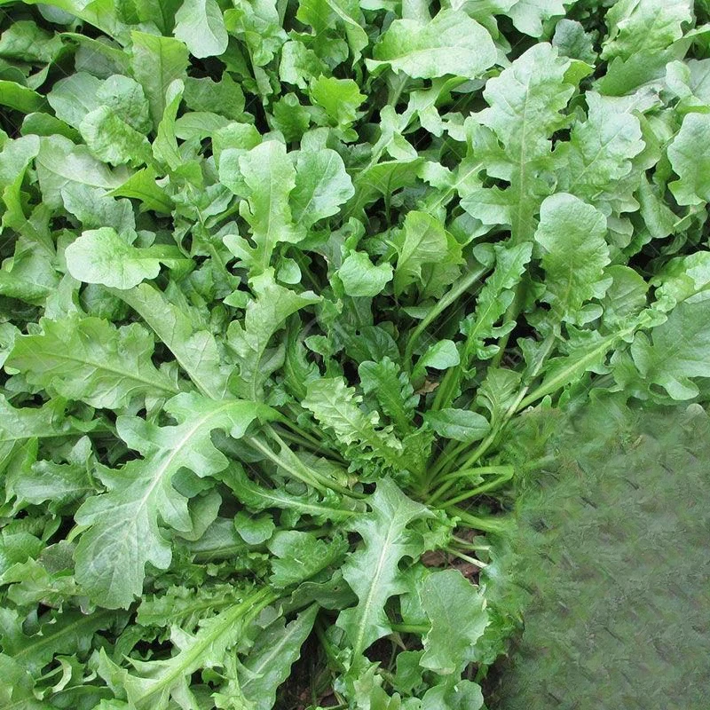 荠菜种子芨芨菜籽四季种孑阳台耐寒蔬菜种籽春天菜种春季野菜