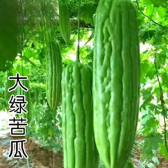 大肉苦瓜青苦瓜肉苦瓜种子绿白皮苦瓜种子早熟抗热丰产好种子庭院