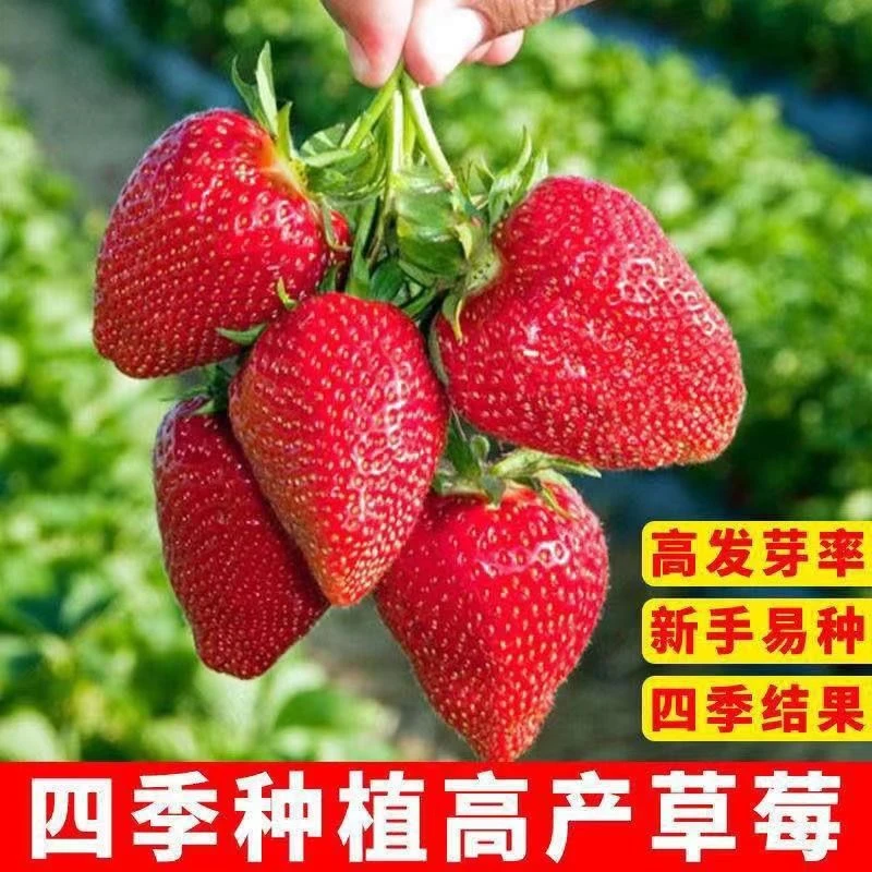 四季奶油草莓种子四季室内阳台盆栽苗易活红草莓种籽水果种子