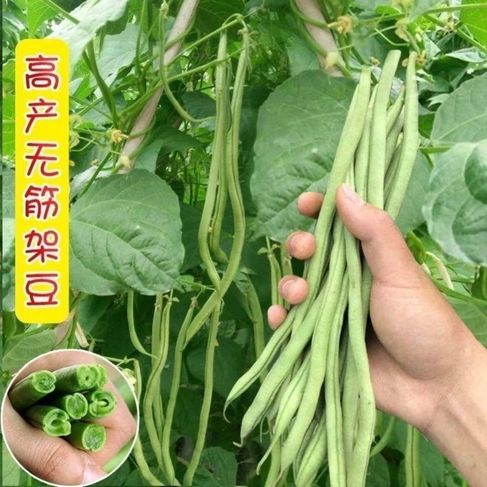 摘不败-架豆王早中熟四季豆角种子春秋播蔬菜种子