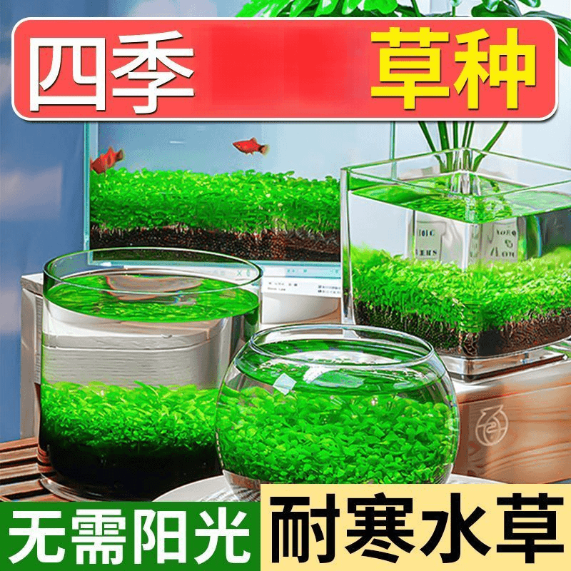水草种子水草泥生态家用创意鱼缸玻璃瓶水培植物四季造景鱼缸小型