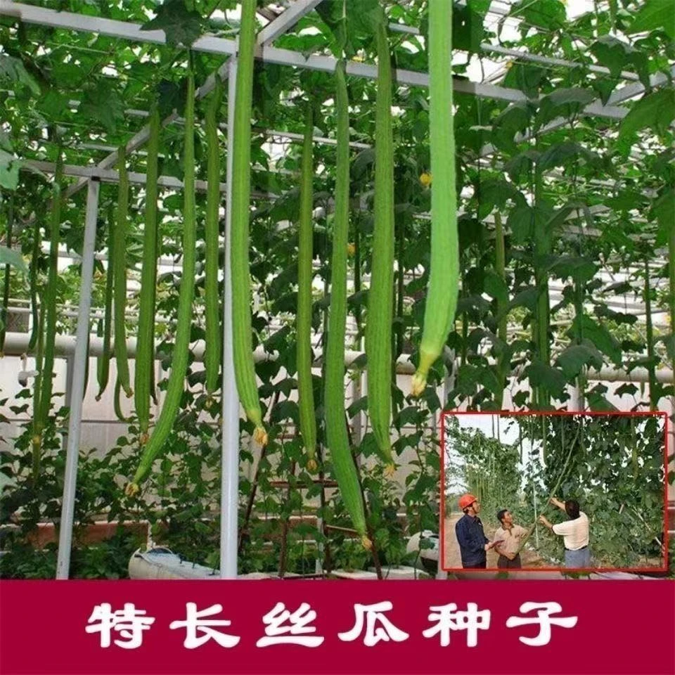丝瓜种子庭院阳台盆栽菜种子四季播蔬菜