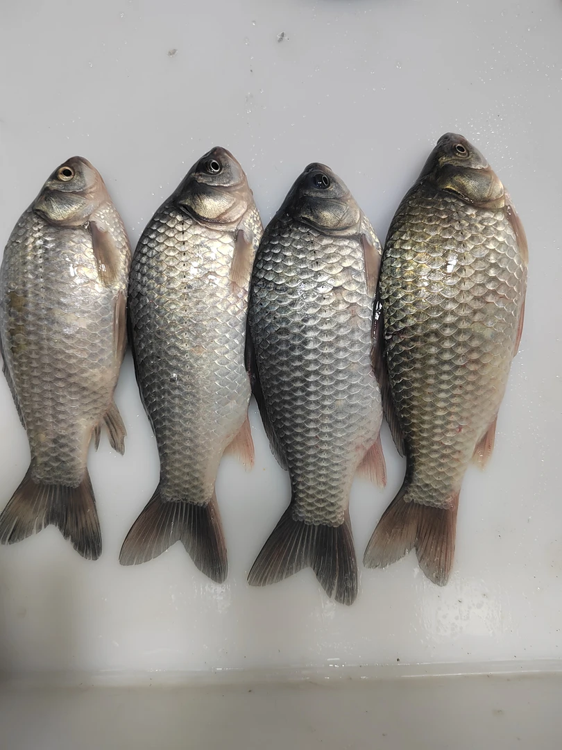 松花江鲫鱼，9斤发货后概不退货，没想好的慎拍