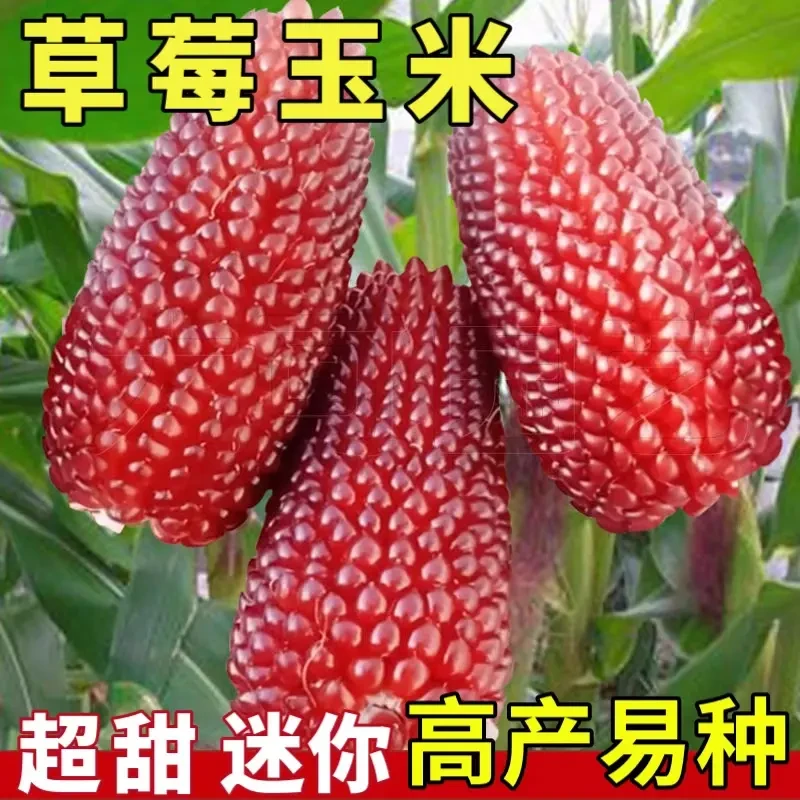 草莓水果甜玉米种子种籽可生食观赏迷你大全四季文玩孑菠萝玉米种
