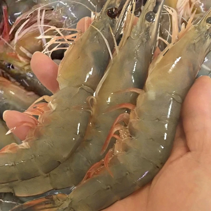 丹东东港本地鲜虾东方虾对虾鲜甜肉质紧实鲜嫩冷冻特大八头