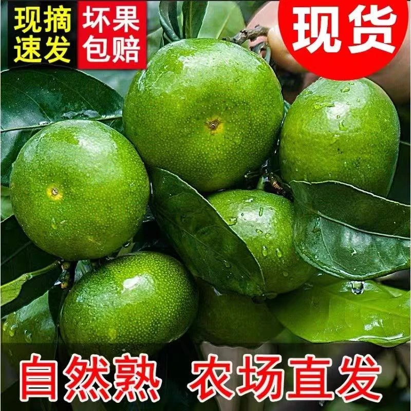 陵呈优品早熟酸甜多汁青皮蜜橘新鲜应季水果蜜桔孕妇水果薄皮10
