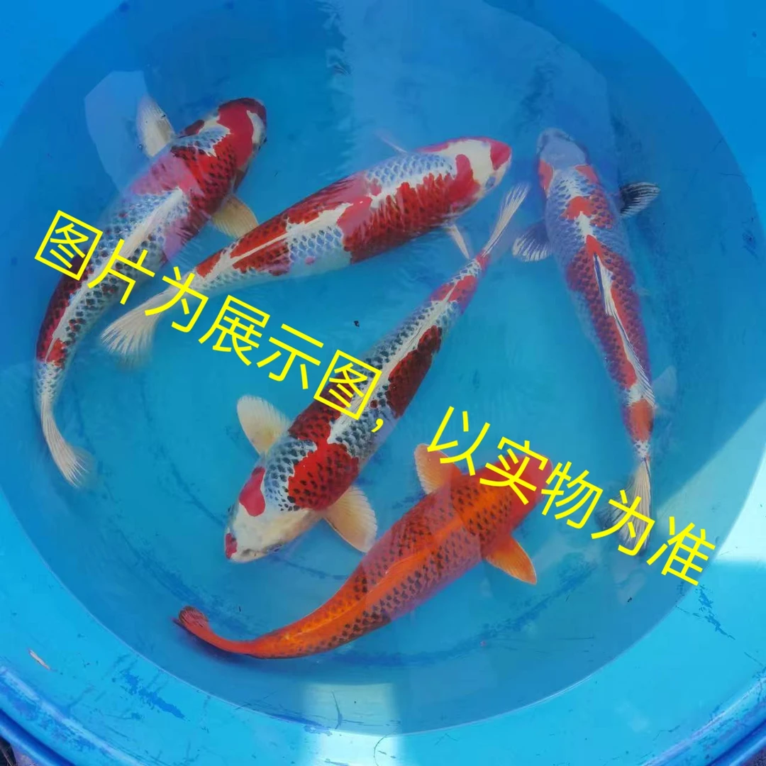 血统锦鲤观赏鱼，昭和单顶孔雀