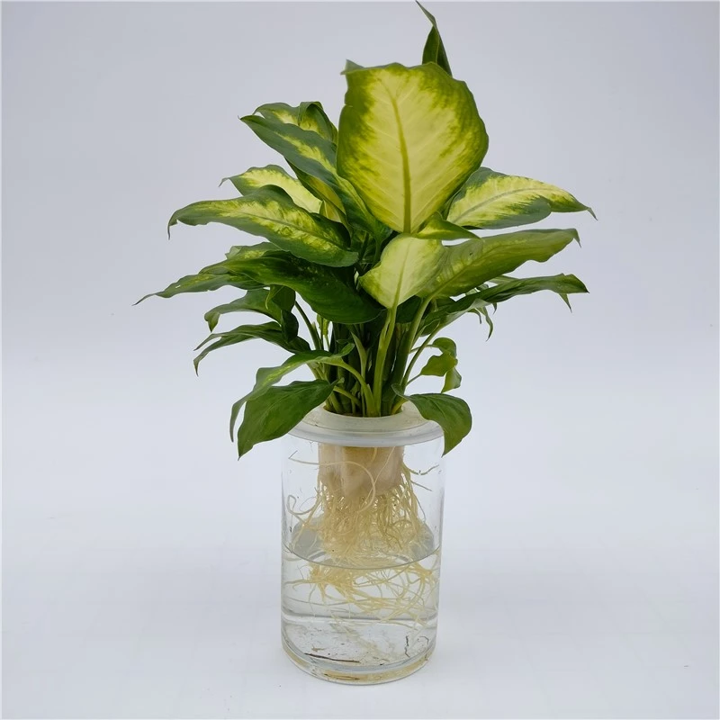 花神华清粉黛水培花卉绿植水养盆栽植物卫生干净好养绿色办公桌