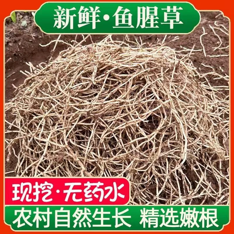 四川折耳根带泥嫩根农家蔬菜现挖现发包邮到家