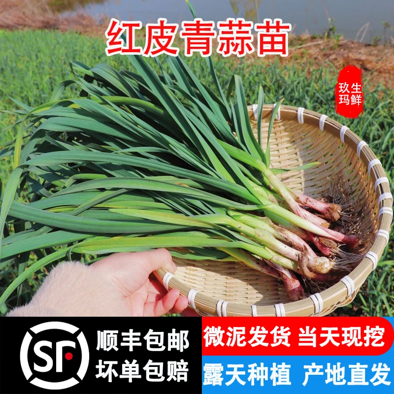 湖北红皮青蒜苗露天种植大蒜苗新鲜现摘大蒜叶应季蔬菜3斤5斤顺丰