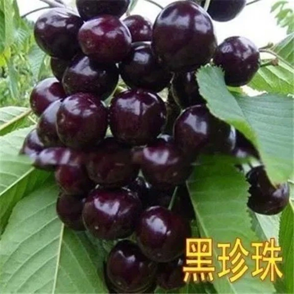 新品种鲁樱8号樱桃苗大红灯樱桃树苗嫁接樱桃苗南方北方四季种植