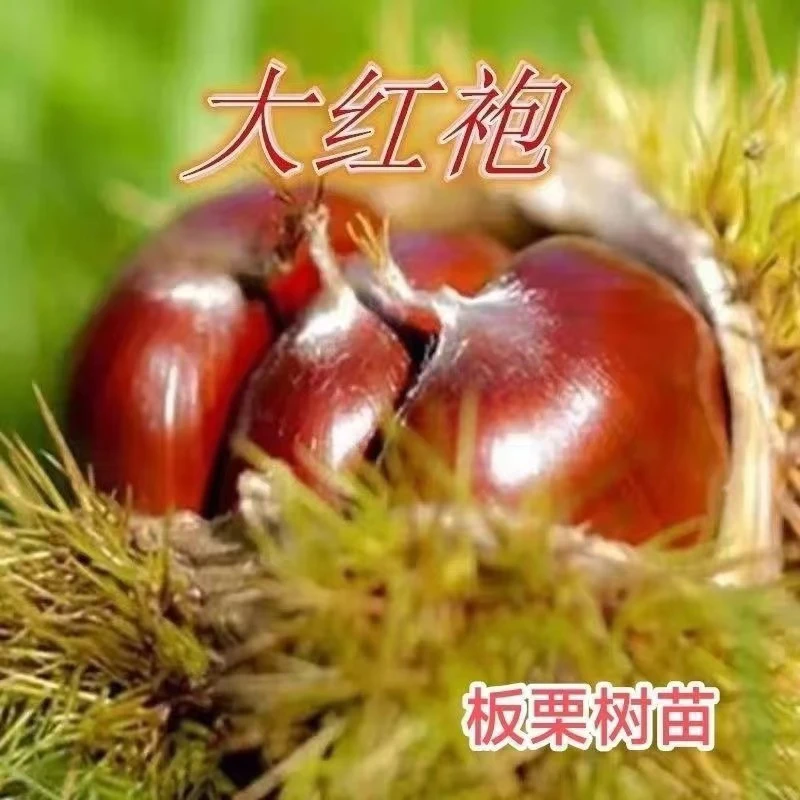 正宗大红袍嫁接板栗树苗特大果货耐寒南北方种植当年结果软糯香甜