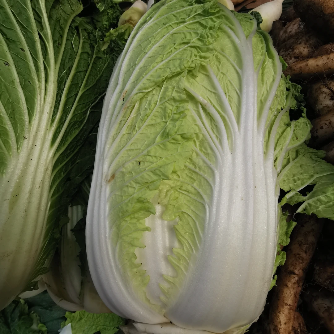 《云货精选》农家圆白菜