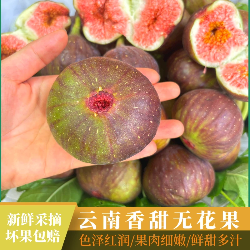 【老树自然熟】云南红皮无花果新鲜现摘1-5斤孕妇水果应当季鲜果