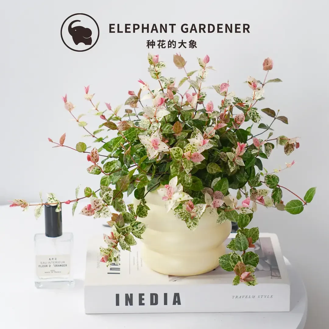 花叶络石室内阳台长藤类四季五彩花叶观叶好养垂吊变色藤苗