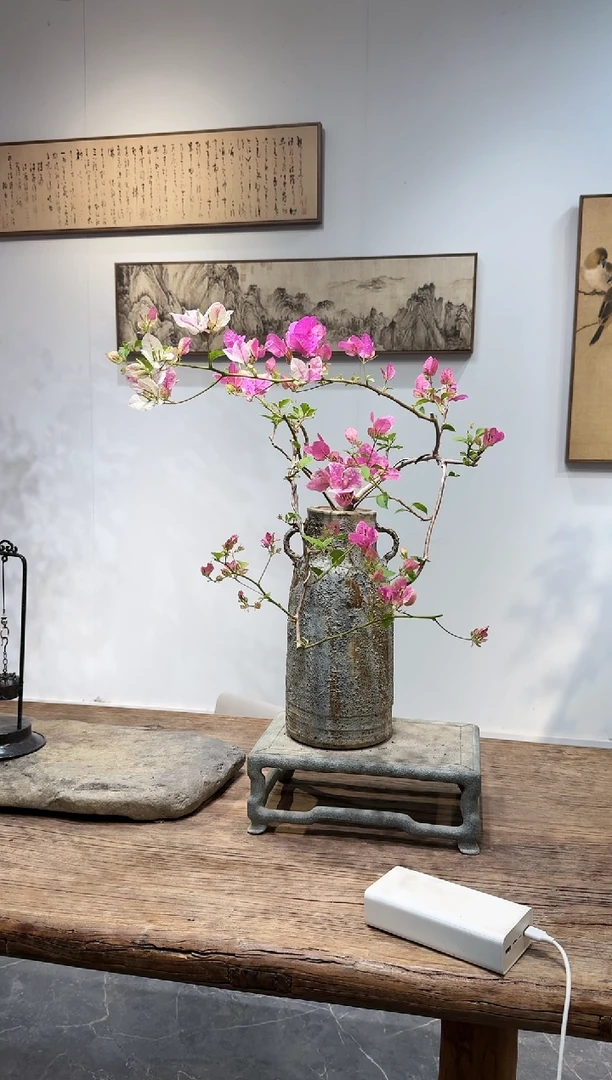 【闪购商品】三角梅