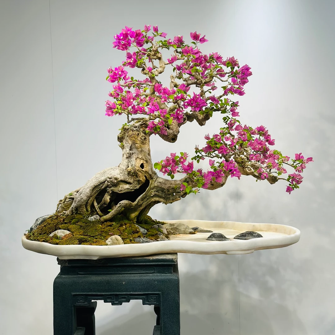 精品老桩三角梅小叶紫造型老桩三角梅客厅阳台庭院摆件