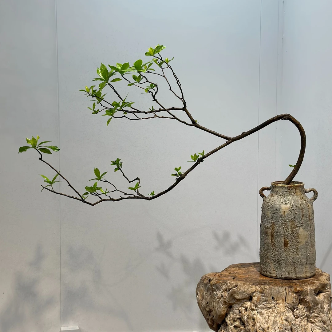 精品老桩海岛栀子花造型老桩栀子花客厅阳台庭院摆件