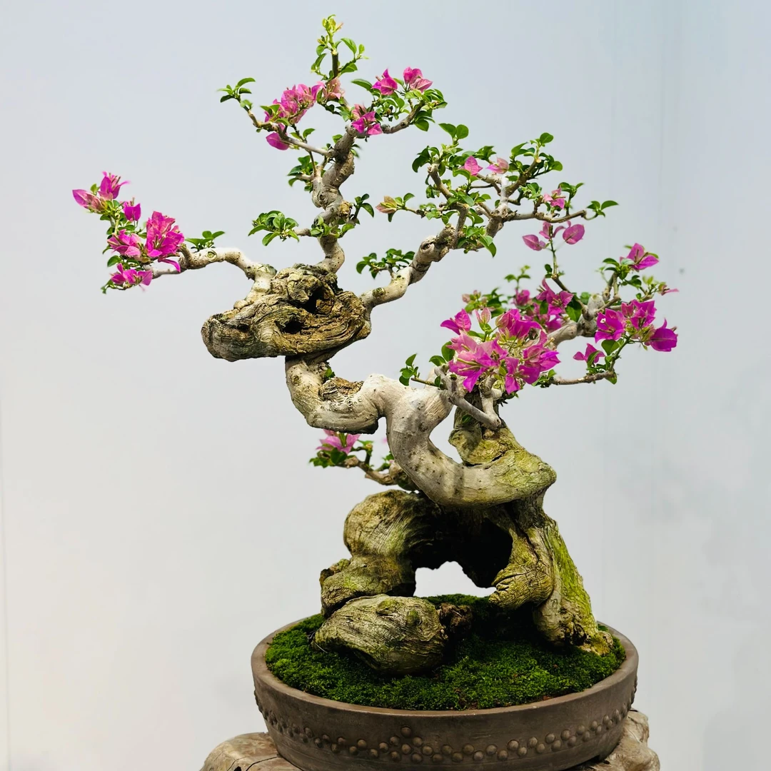 精品老桩三角梅小叶紫造型老桩三角梅客厅阳台庭院摆件