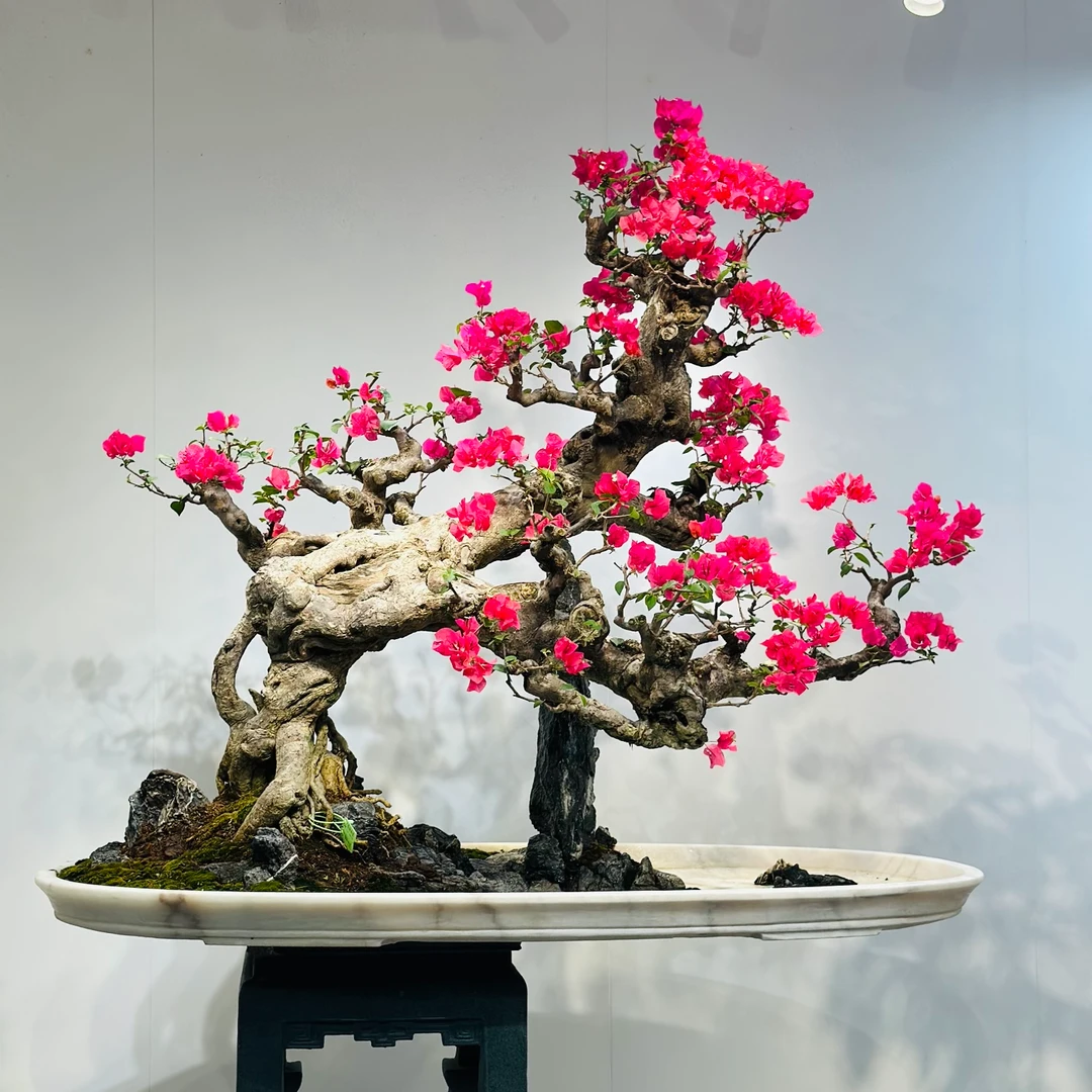 精品老桩三角梅同安红造型老桩三角梅客厅阳台庭院摆件