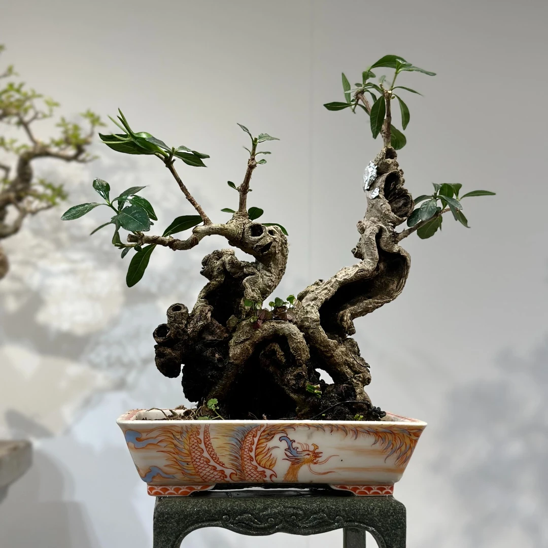 精品老桩海岛栀子花挂果造型老桩栀子花客厅阳台庭院摆件