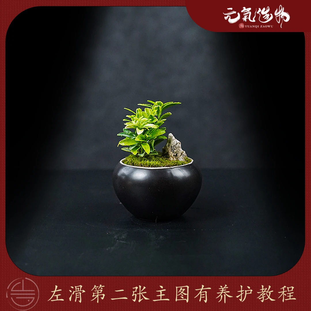 【山水】小树—带盆整套黄杨绿植造景成品真植物