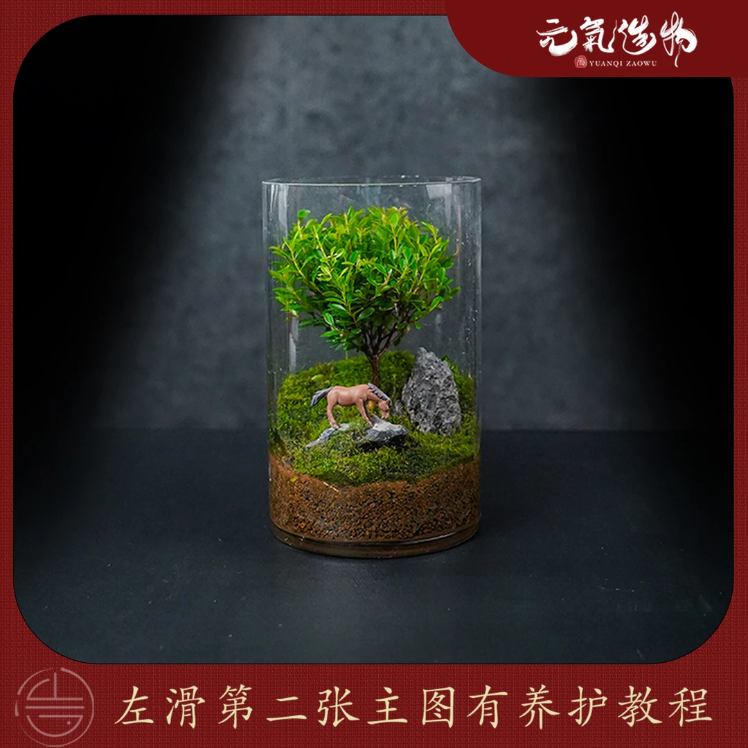【限量】大树—小叶赤楠绿植造景成品真植物【尺寸：12*20】