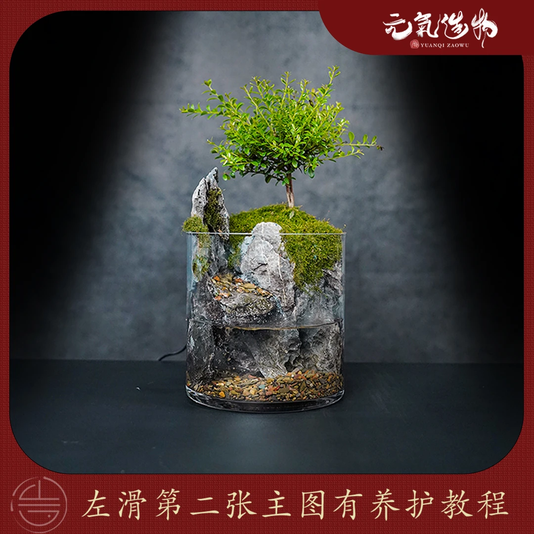 （山水之间）】独山—小叶赤楠绿植造景成品真植物【尺寸：15*15】