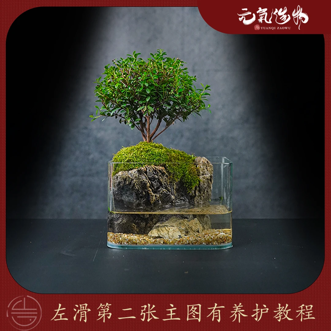 【仙】江山—小叶赤楠绿植造景成品真植物【尺寸：18*14*12】