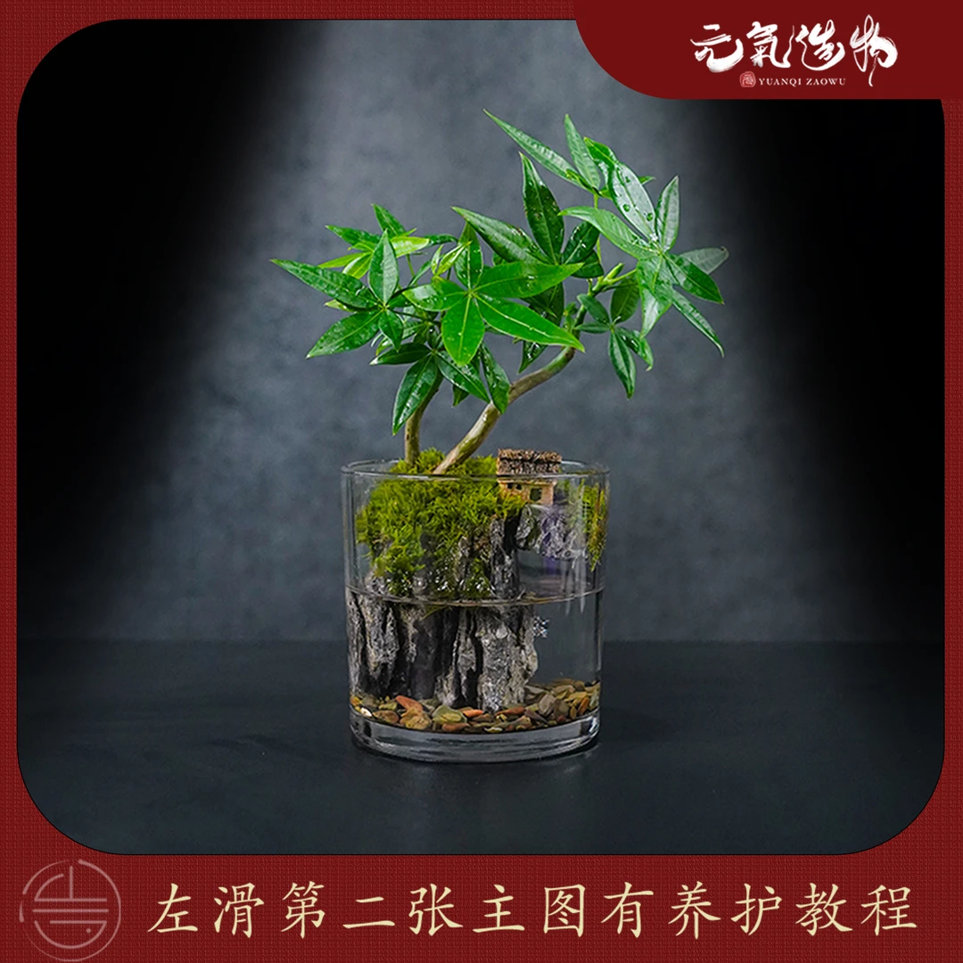 【好运】发财树—造型发财树绿植造景成品真植物【尺寸：12*12】