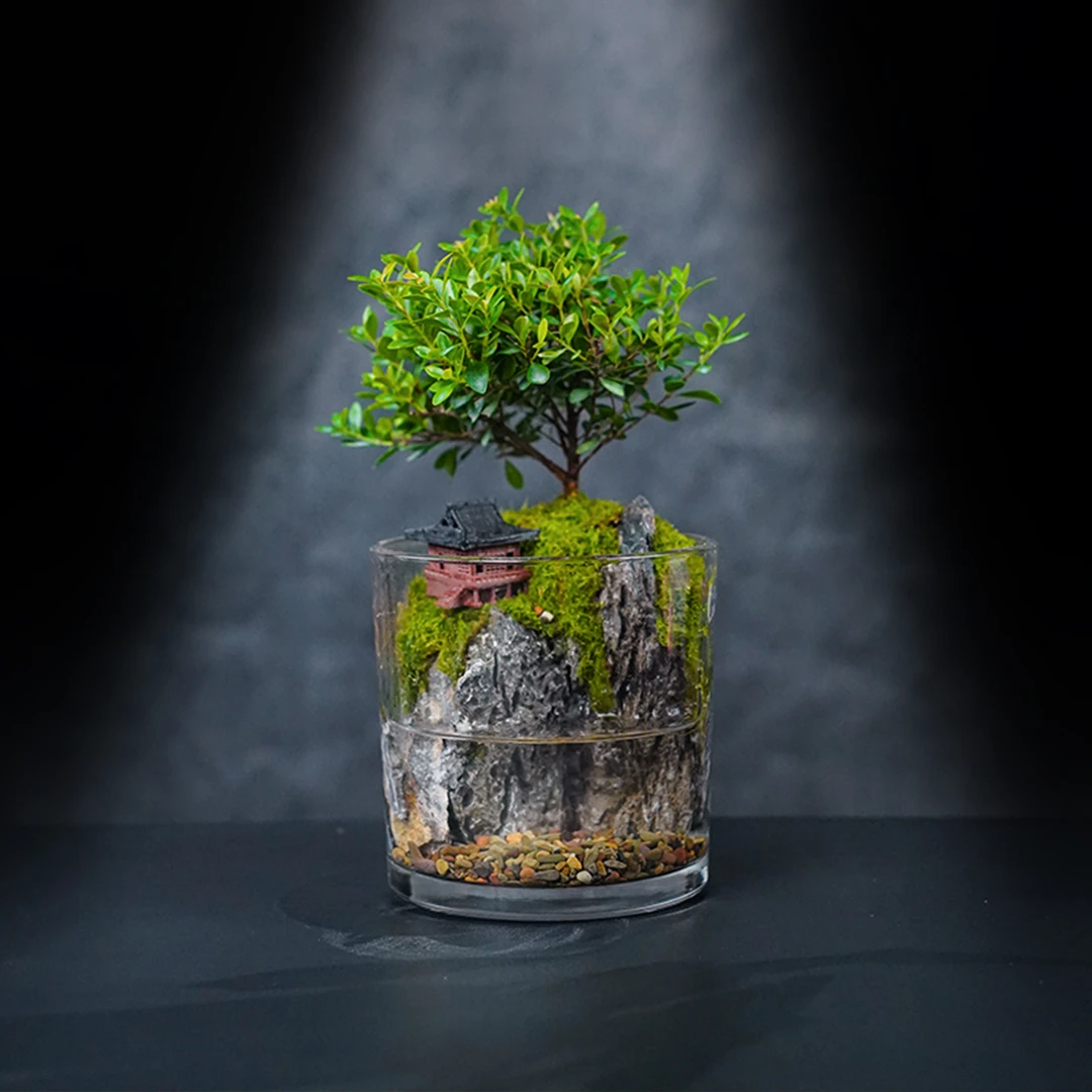 (山水之间)楠亭—小叶赤楠绿植造景成品真植物【尺寸:12*12】