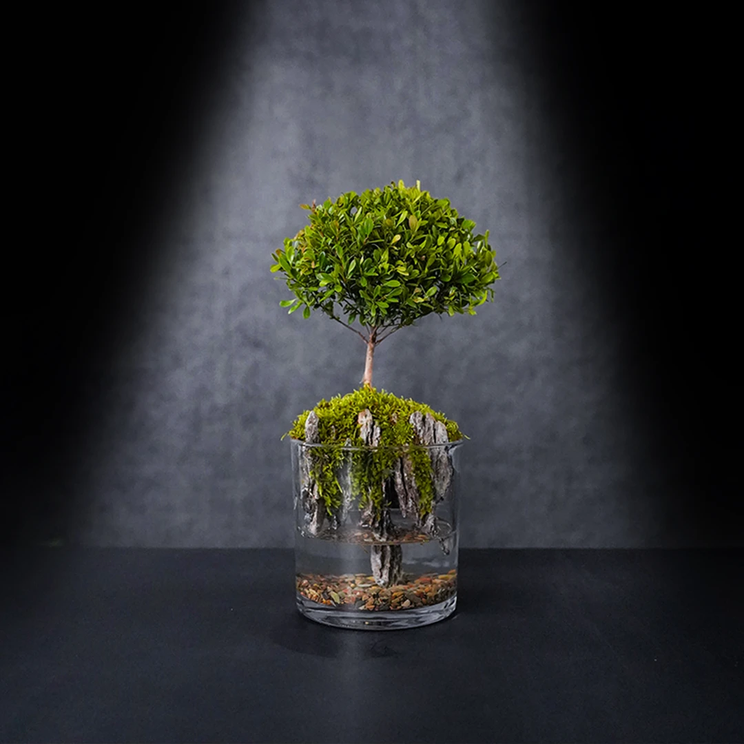 （国风山水）小悬山—小叶赤楠绿植造景成品真植物【尺寸：12*12】