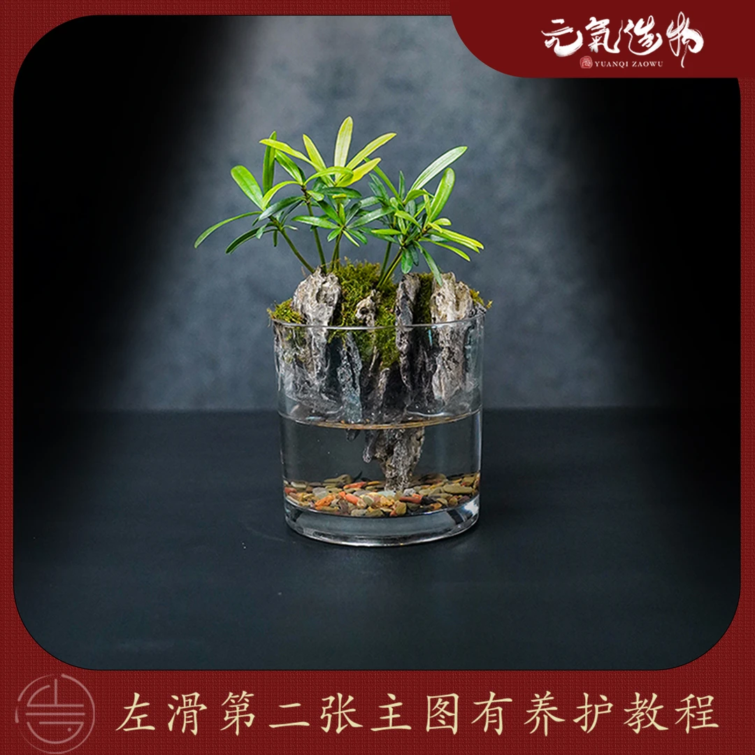 (山水之间)松山—罗汉松绿植造景成品真植物【尺寸:10*10】