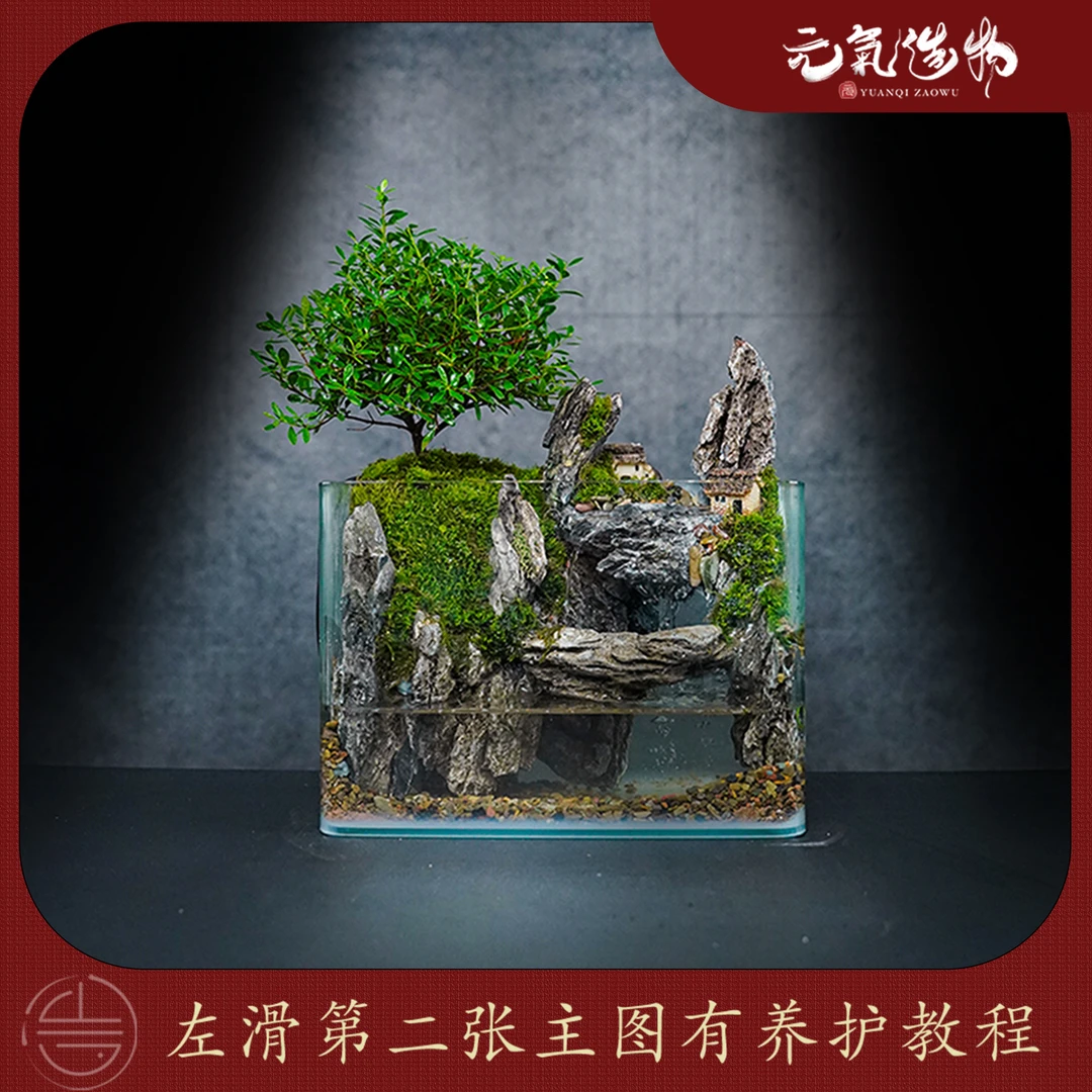 【山水】云间—小叶赤楠绿植造景成品真植物【尺寸：25*16*18】
