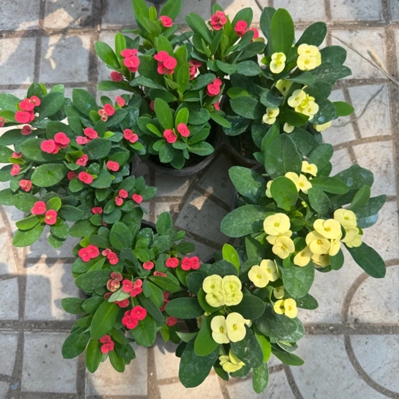 铁海棠盆栽花卉室内盆景绿植四季开花虎刺梅办公阳台花卉开花植物