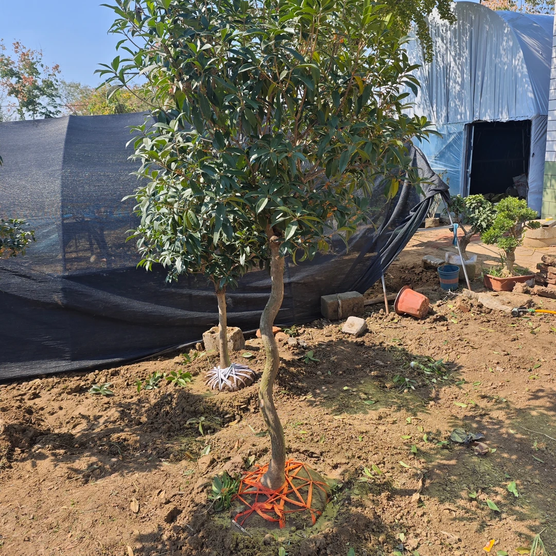 S型丹桂流苏高嫁 粗度9公分 分支点1.2米 高度2.1米 冠幅1.2米