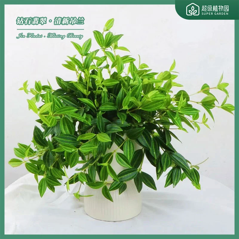 钻石翡翠观叶绿植吊兰白脉椒草四季常绿耐阴绿植盆栽吸甲醛