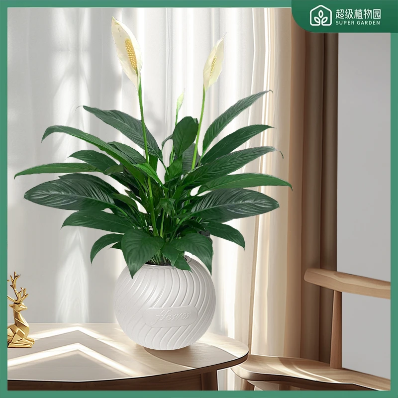 一帆风顺白掌盆栽水培植物室内好养花卉绿萝绿植红掌四季开花